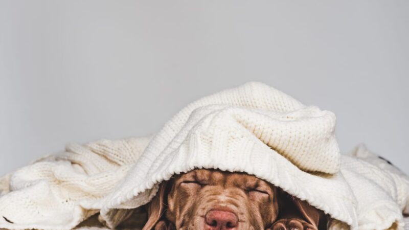 Como Proteger Seu Cão Durante o Inverno: Riscos da Gripe Canina