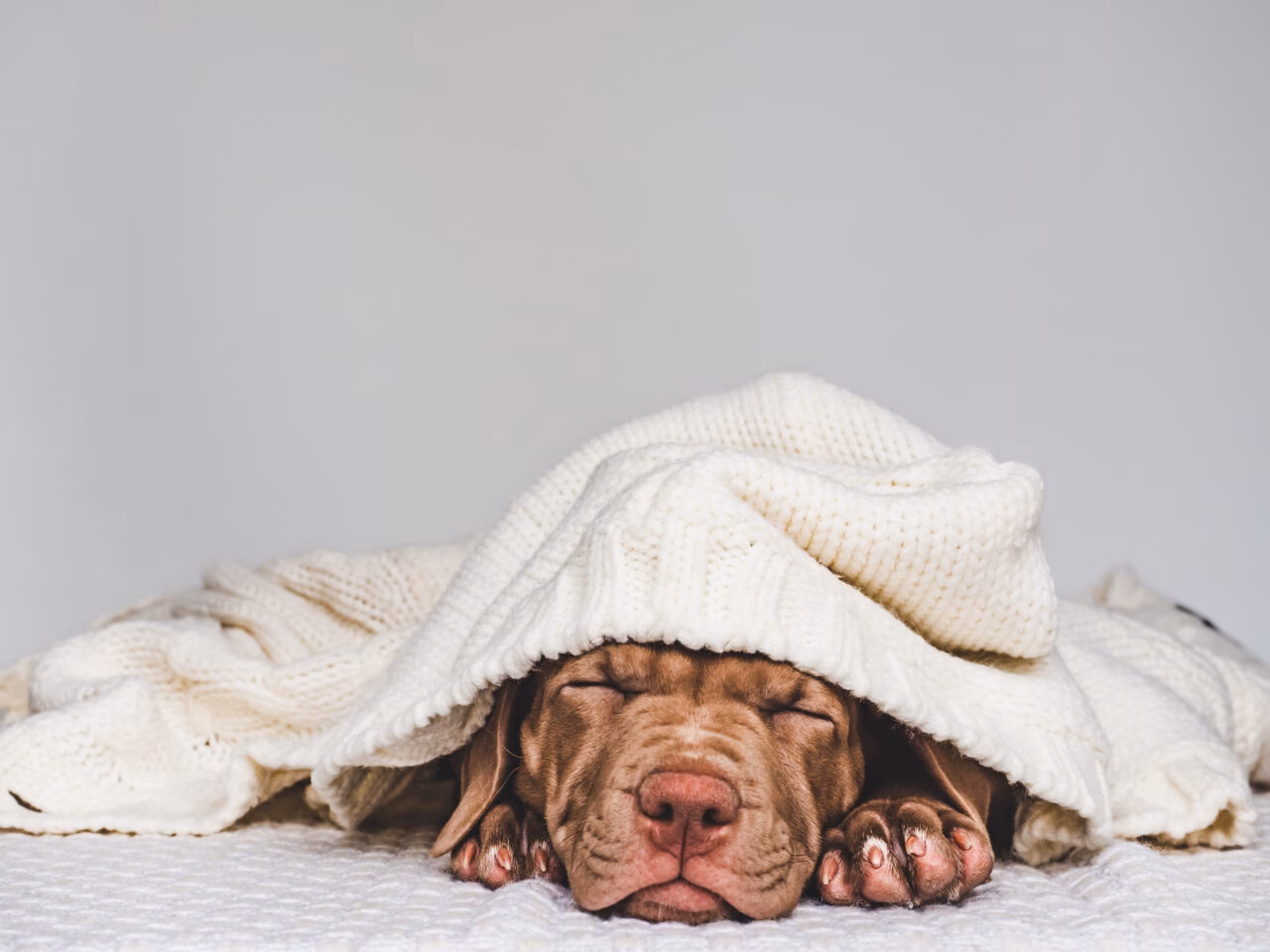 Como Proteger Seu Cão Durante o Inverno: Riscos da Gripe Canina