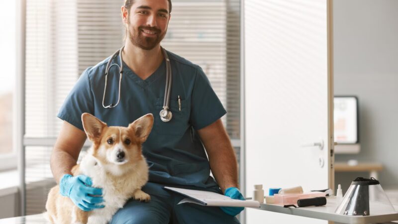 Concursos Públicos para Médicos-Veterinários: Como Conquistar uma Vaga