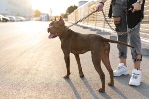 Importância do Uso de Guia e Coleira em Passeios com Cães