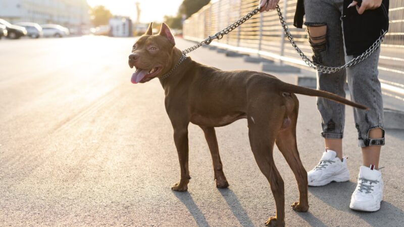 Importância do Uso de Guia e Coleira em Passeios com Cães