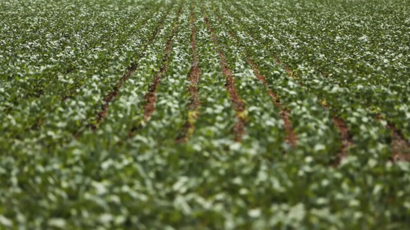 Negociações sobre Dívidas Rurais Entre Governo e Agropecuária Não Chegam a Acordo