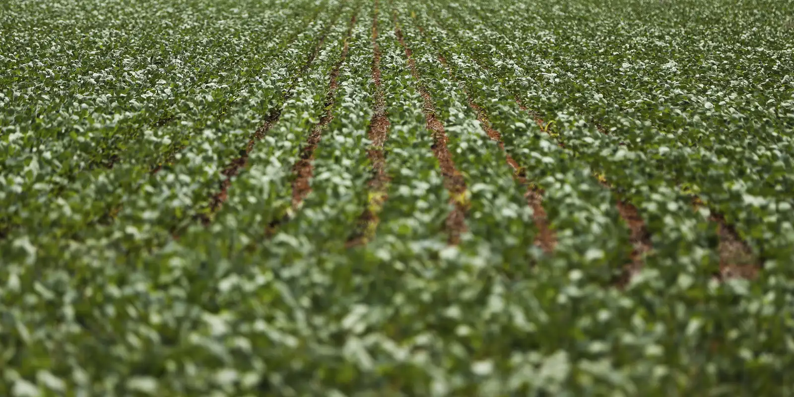 Negociações sobre Dívidas Rurais Entre Governo e Agropecuária Não Chegam a Acordo