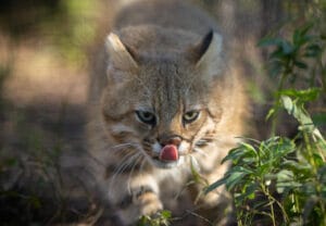Gato-Palheiro-Pampeano: Uma Espécie à Beira da Extinção com Habitat Reduzido