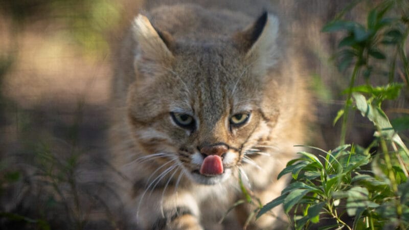 Gato-Palheiro-Pampeano: Uma Espécie à Beira da Extinção com Habitat Reduzido