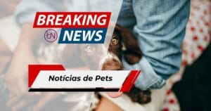 Neil, a Foca-Elefante de 1 Tonelada que Conquistou a Internet e Gerou Alertas na Austrália