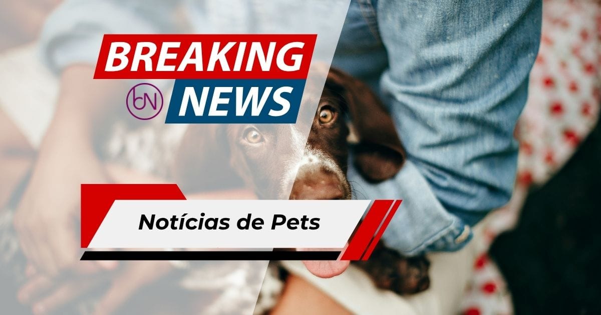 Neil, a Foca-Elefante de 1 Tonelada que Conquistou a Internet e Gerou Alertas na Austrália