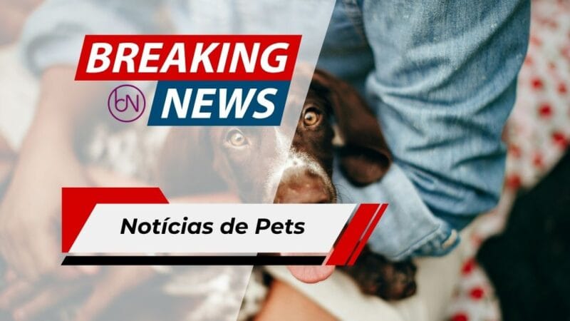 Cachorrinha Giselle Sobrevive a Tragédia na Venezuela e É Resgatada Após Cinco Dias