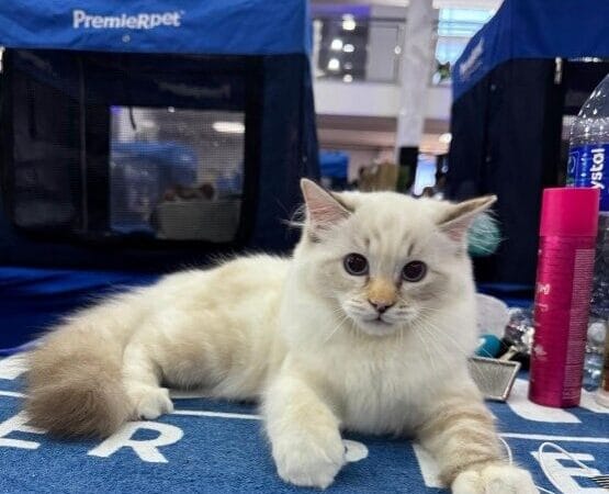 São Caetano do Sul Recebe Exposição Internacional de Gatos com Enfoque no Bem-Estar Animal
