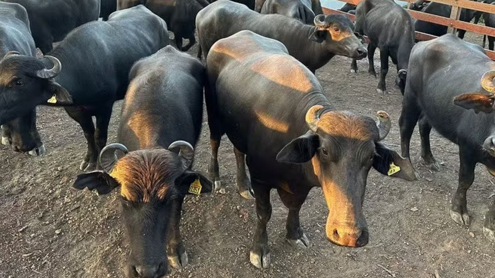 Últimos Dias para Inscrições na Expofeira do Amapá