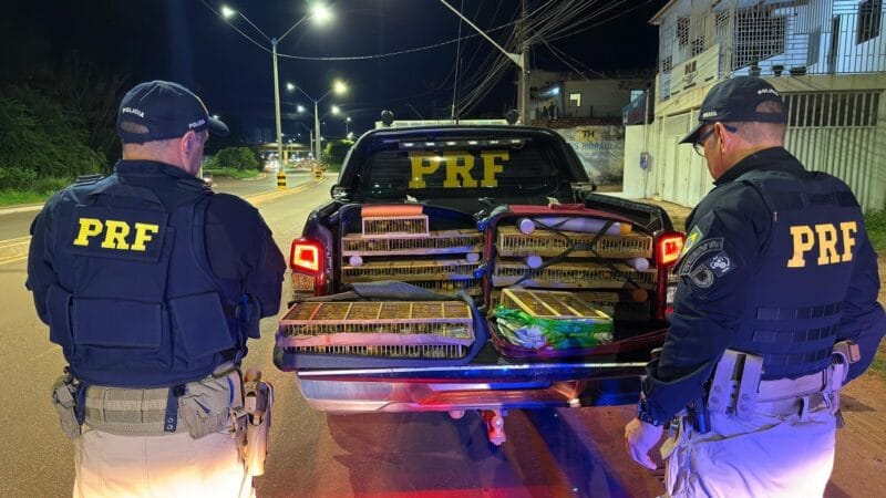 Polícia Rodoviária Federal Apreende 317 Aves Silvestres em Ação na BR-163 em Santarém