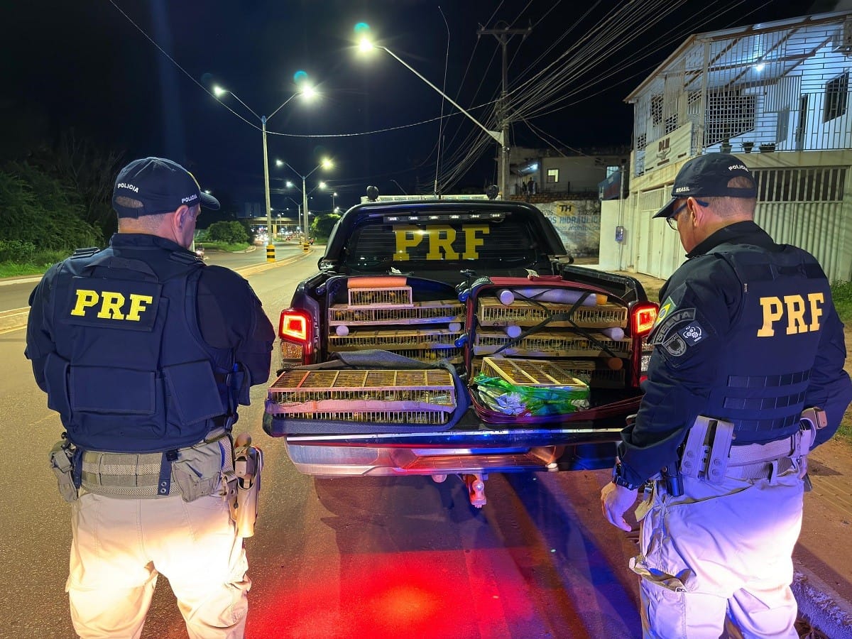 Polícia Rodoviária Federal Apreende 317 Aves Silvestres em Ação na BR-163 em Santarém