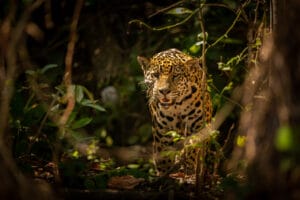 A Importância da Medicina Veterinária na Conservação da Vida Selvagem