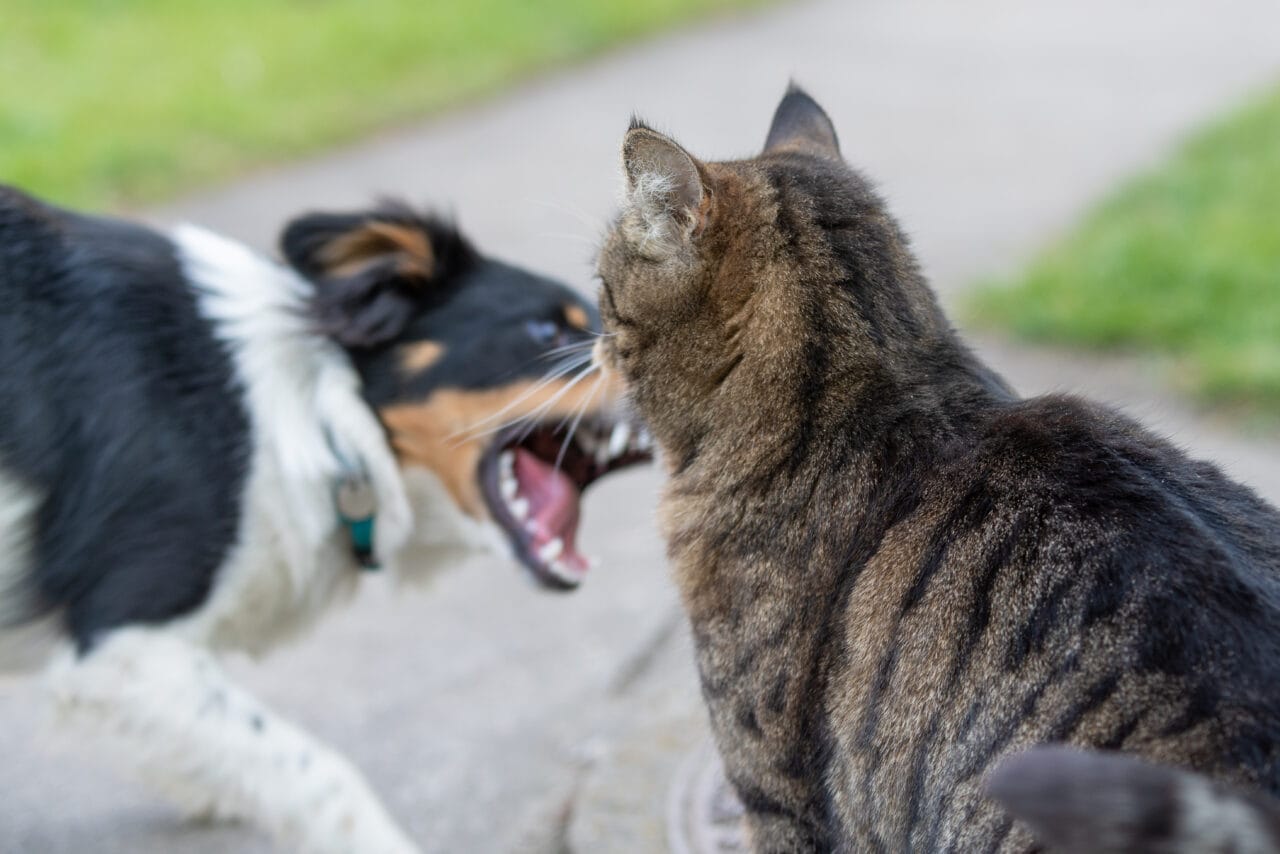 Mudanças Comportamentais em Animais de Estimação: Sinal de Problemas de Saúde Ocultos