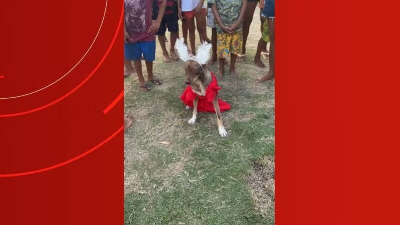 Festa de São Pedro: Concurso elege o cachorro mais estiloso no interior do Amazonas