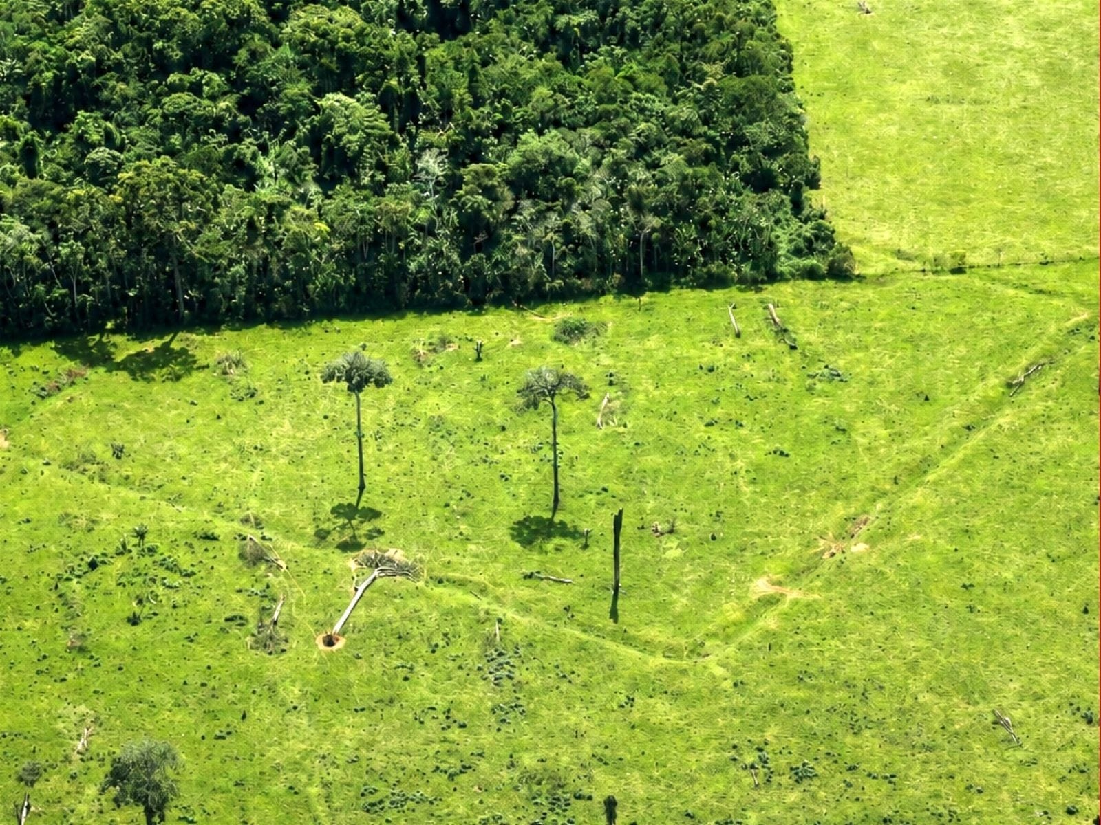 Descoberta de Novos Geoglifos na Amazônia Através de Tecnologias Avançadas