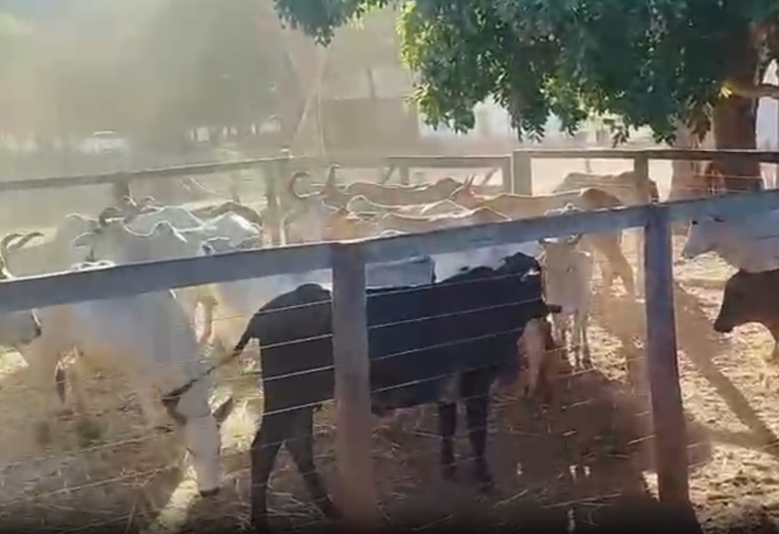 Polícia Recupera Gado Furtado em Pedro Afonso, Tocantins