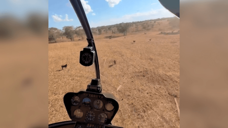 Juliano, da dupla com Henrique, mostra habilidades em helicóptero e diverte-se com gado em fazenda