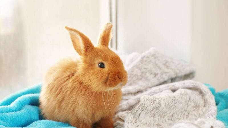 Cuidados Essenciais para Pets Não Convencionais Durante o Inverno