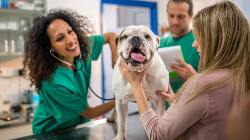 A Nova Era da Medicina Veterinária: Foco na Prevenção e Cuidado Contínuo