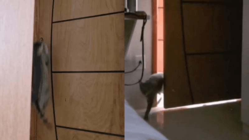 Gato Inova ao Abrir Porta Sozinho e Surpreende Família em Porto Velho