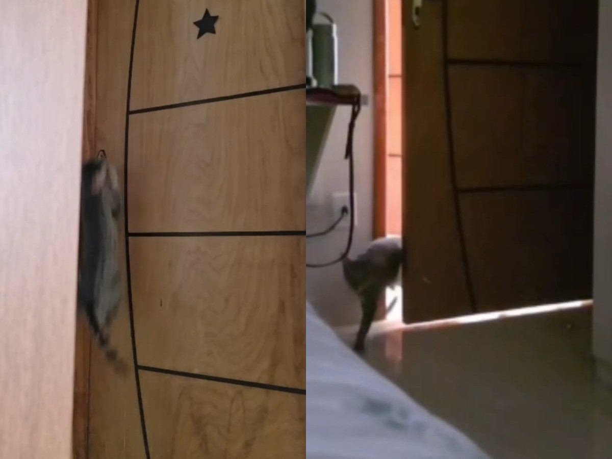 Gato Inova ao Abrir Porta Sozinho e Surpreende Família em Porto Velho