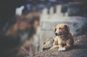 Férias de Julho: Um Perigo para os Animais e a Saúde Pública