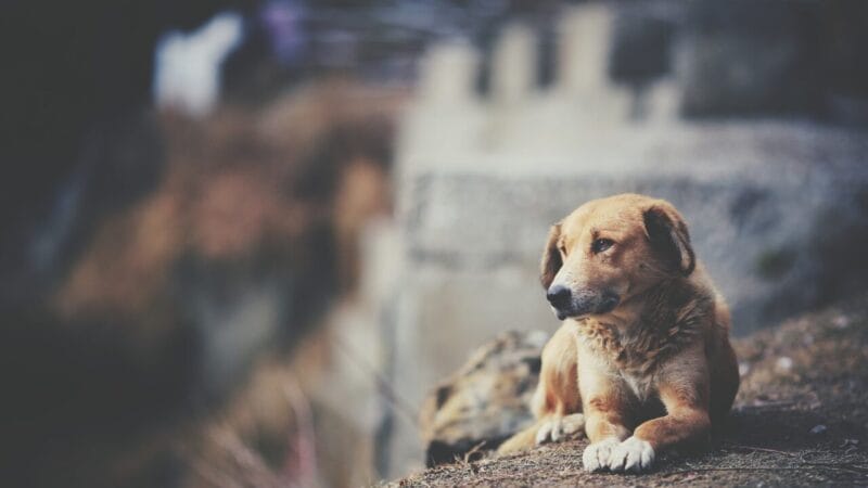 Férias de Julho: Um Perigo para os Animais e a Saúde Pública