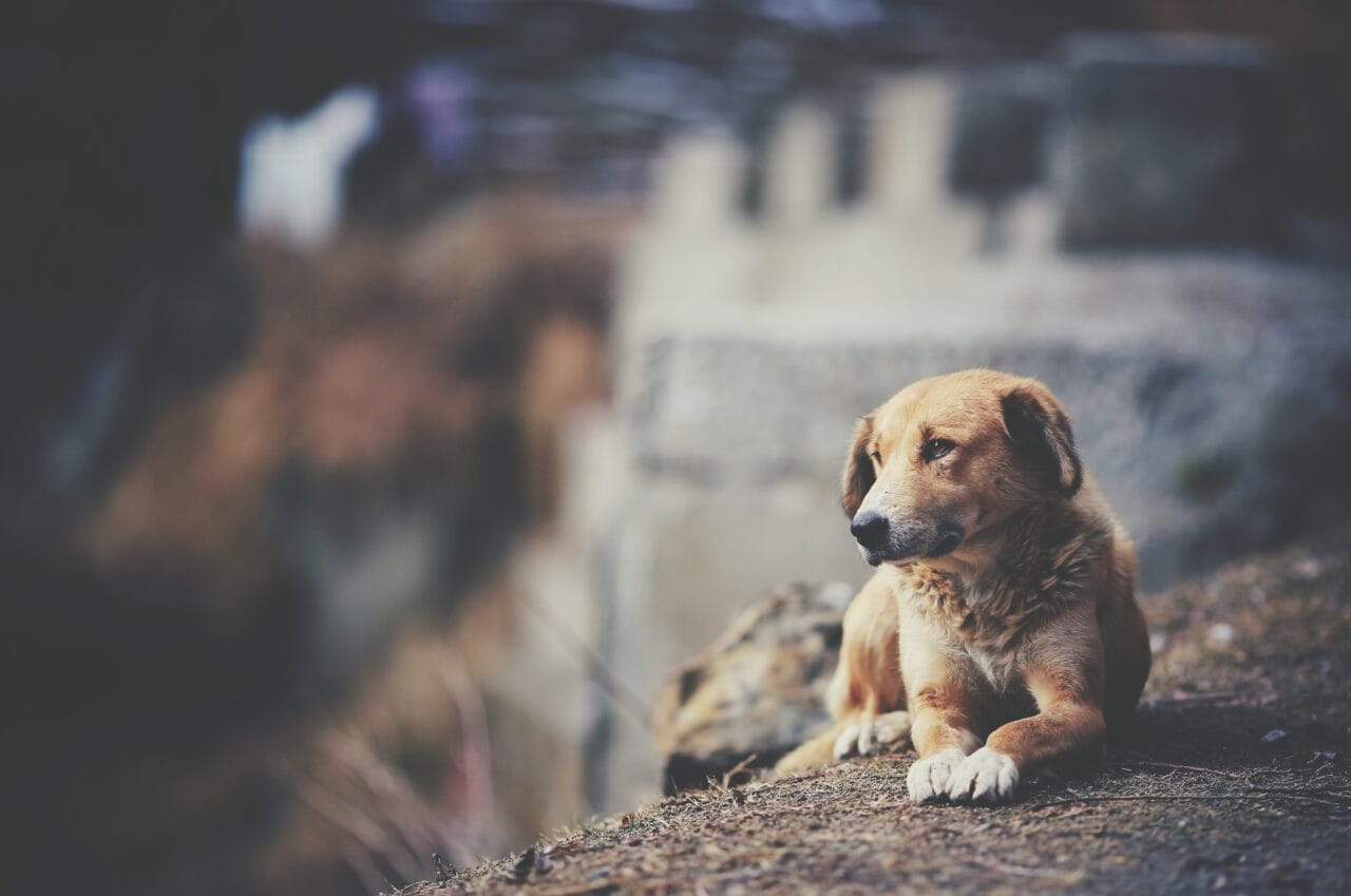 Férias de Julho: Um Perigo para os Animais e a Saúde Pública