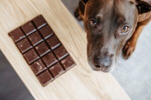 Dia Mundial do Chocolate: Os Riscos do Chocolate para Cães e Gatos