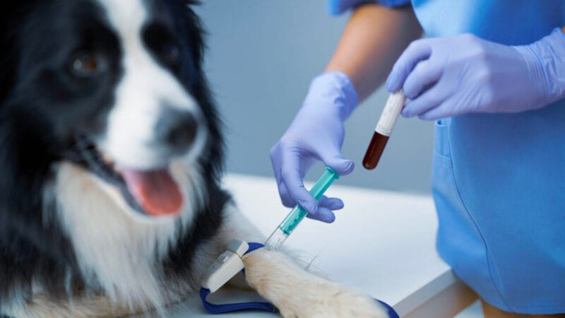 Alerta sobre a Escassez de Sangue em Bancos Veterinários do DF