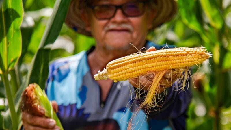 Boa Vista: 136 Anos de História e a Contribuição dos Agricultores