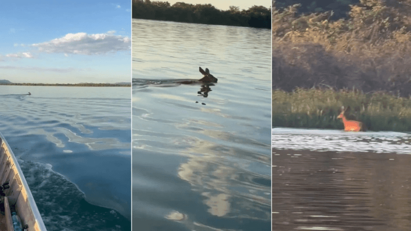 Cervo-do-Pantanal Atravessa o Rio Tocantins e Chama a Atenção de Pescadores