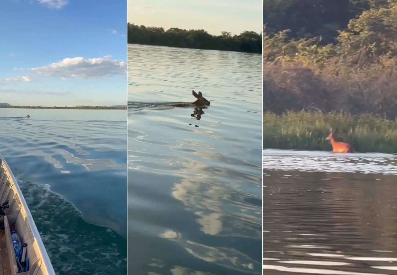 Cervo-do-Pantanal Atravessa o Rio Tocantins e Chama a Atenção de Pescadores