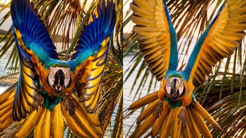 Arara-Canindé Encanta ao Alçar Voo em Palmas para Afugentar Drone