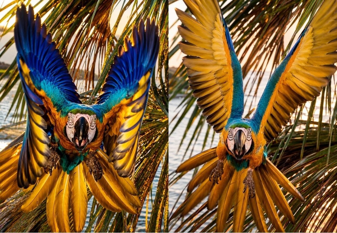 Arara-Canindé Encanta ao Alçar Voo em Palmas para Afugentar Drone