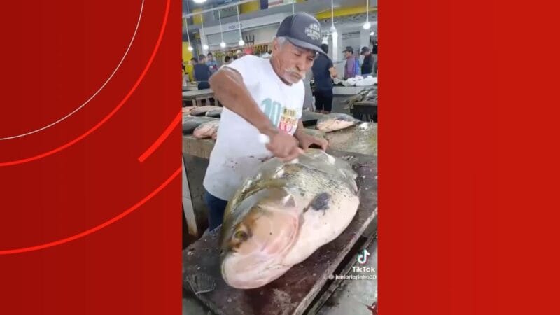 Tambaqui Gigante Surpreende em Feira no Amazonas e Gera Discussões sobre Raridade da Espécie
