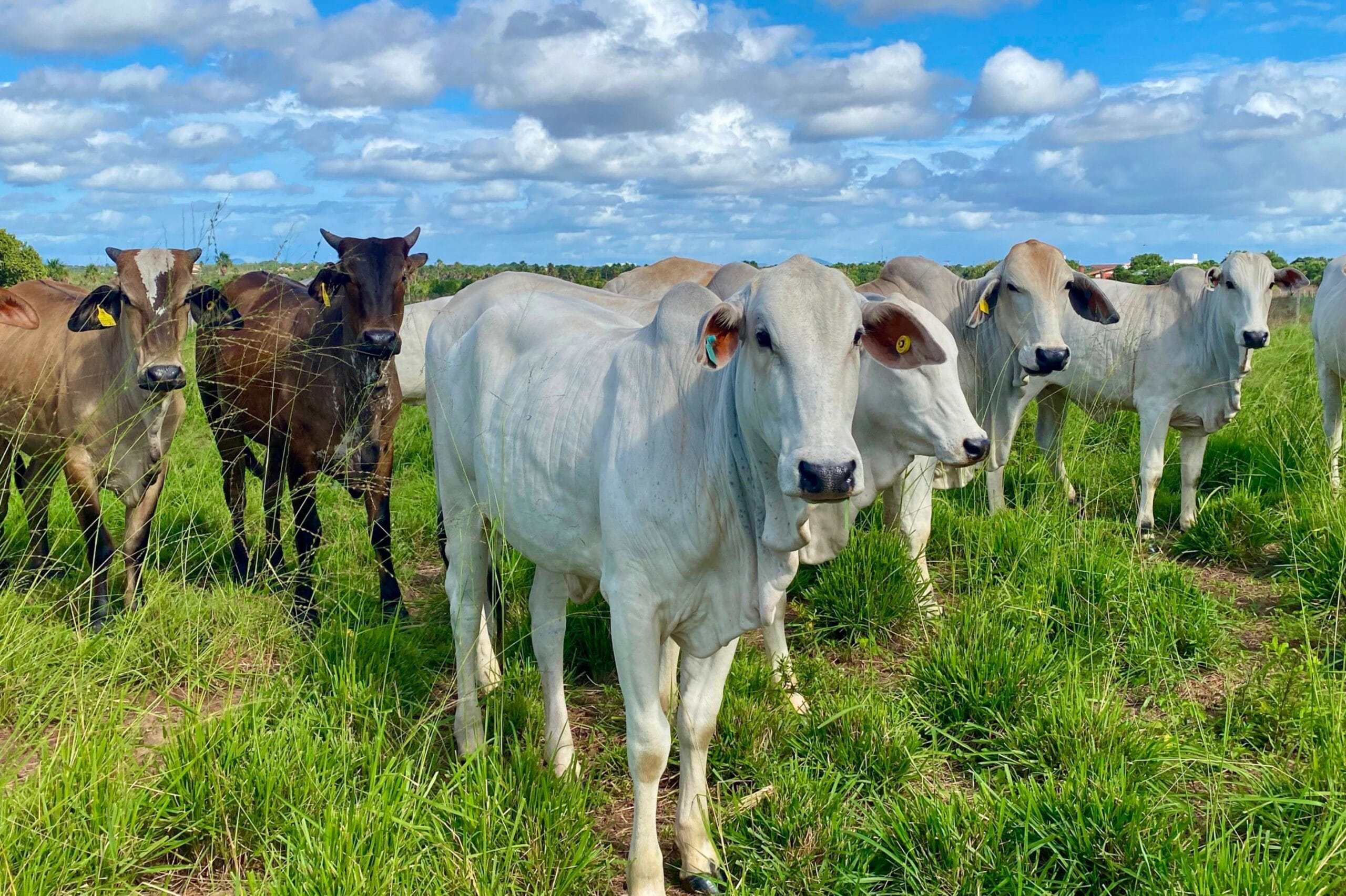 Alternativas Sustentáveis para Alimentação do Rebanho Durante a Estiagem em Roraima