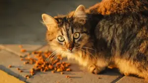 Justiça Impõe Restrições a Moradoras em Condomínio do DF Quanto à Alimentação de Gatos de Rua