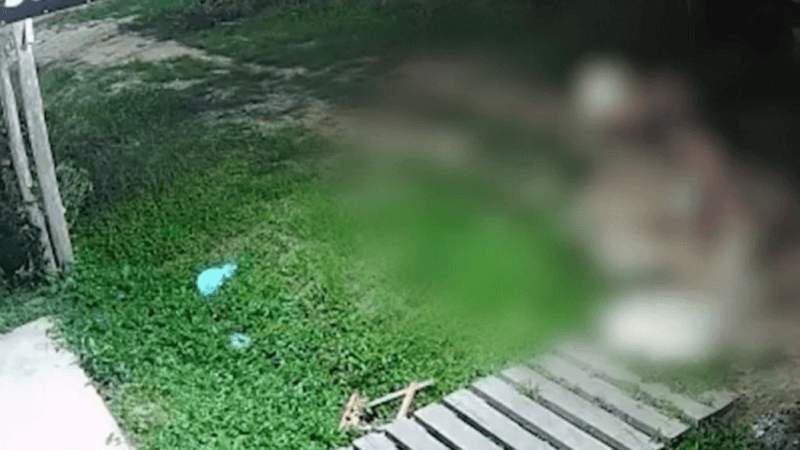 Homem Detido por Maus-Tratos a Gato em Muaná, Marajó