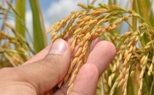 Projeto Rio Formoso: Um Pilar da Produção de Arroz no Tocantins