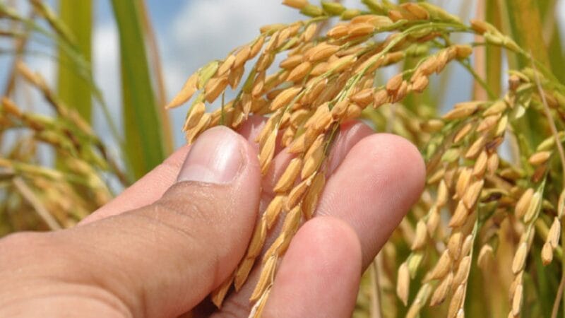 Projeto Rio Formoso: Um Pilar da Produção de Arroz no Tocantins