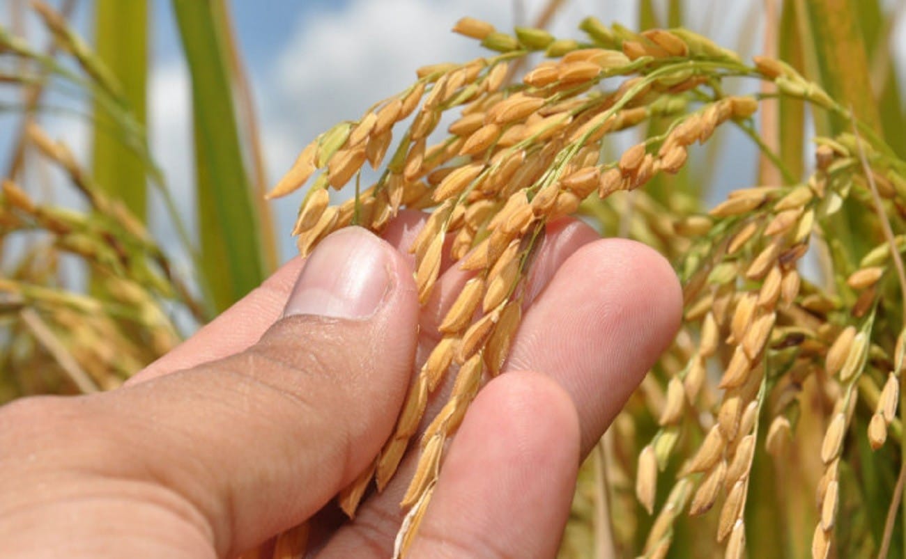 Projeto Rio Formoso: Um Pilar da Produção de Arroz no Tocantins