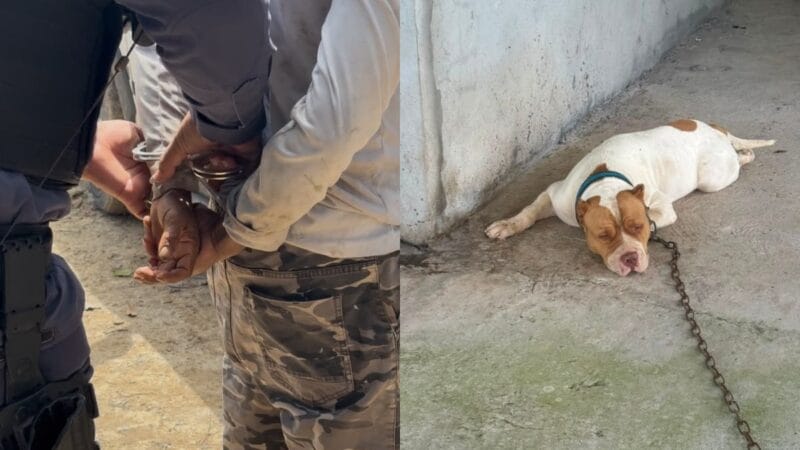 Homem Detido por Maus-Tratos a Animal em Presidente Figueiredo, Amazonas