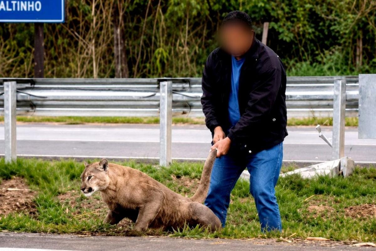 Onça-parda Ferida Interrompe Trânsito em Piracicaba (SP)