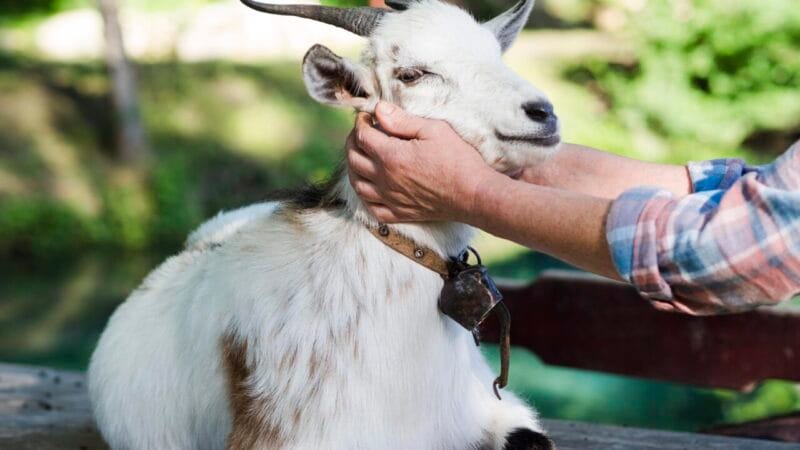 Mini Cabras: Os Novos Pets que Exigem Cuidados Especiais
