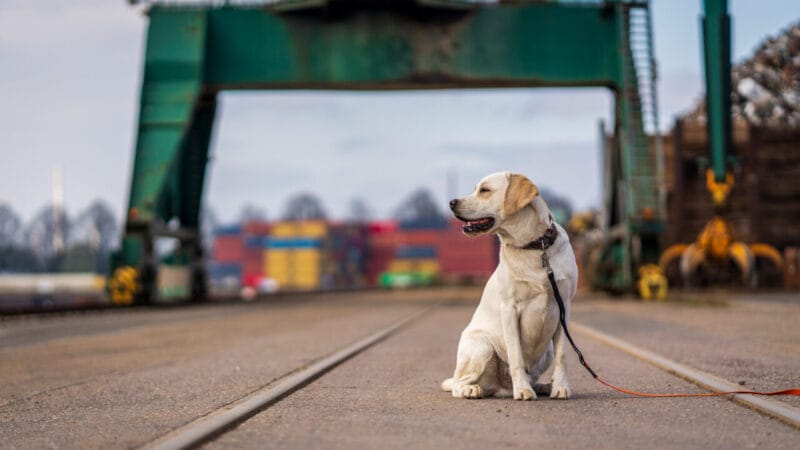 Mercado Pet Chinês Atinge Faturamento de US$ 43 Bilhões Impulsionado por E-commerce e Suplementos
