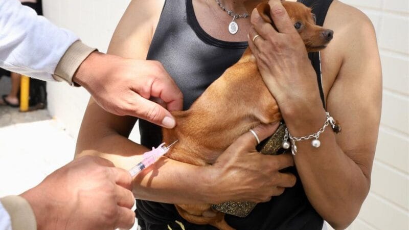 Início da Campanha de Vacinação Antirrábica em Boa Vista: Tudo que Você Precisa Saber