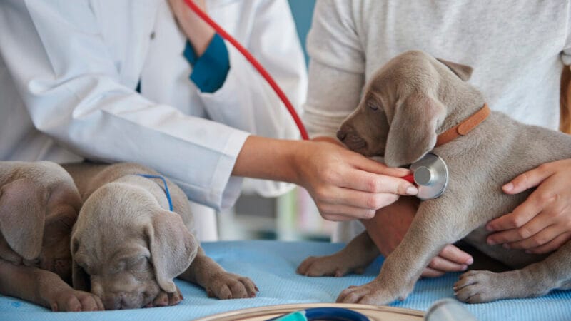 Petlove Inova com Programa que Reduz em 40% Custos de Tratamentos Veterinários