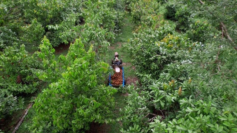 Floresta em Pé: Uma Nova Fonte de Renda para Produtores de Rondônia